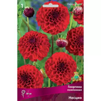 Георгина помпонная Несцио