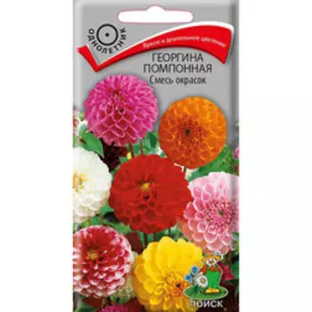 Георгина помпонная Смесь окрасок