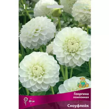Георгина помпонная Сноуфлейк