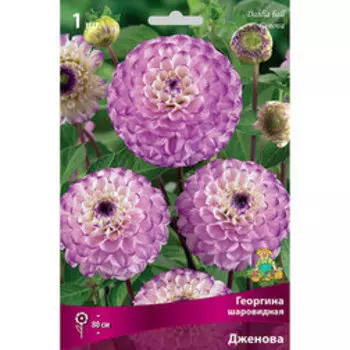 Георгина шаровидная Дженова