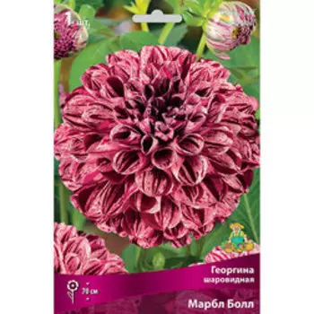 Георгина шаровидная Марбл Болл