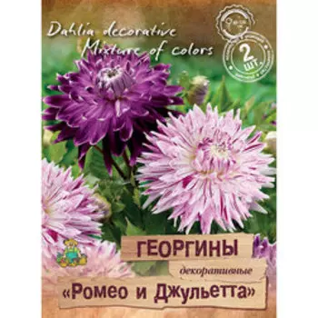 Георгины декоративные Ромео и Джульетта (2шт)