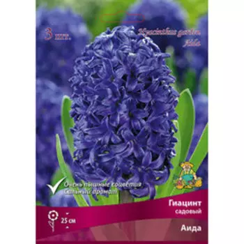Гиацинт Садовый Аида (3 шт.)