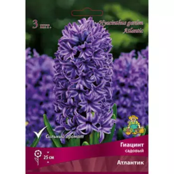 Гиацинт Садовый Атлантик (3 шт.)