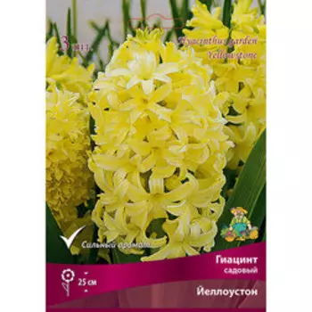 Гиацинт Садовый Йеллоустон (3 шт.)
