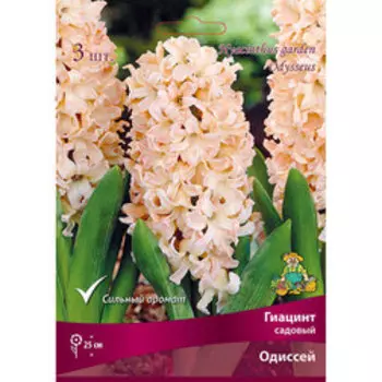 Гиацинт Садовый Одисей (3 шт.)
