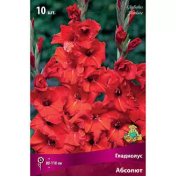 Гладиолус Абсолют (10 шт.)