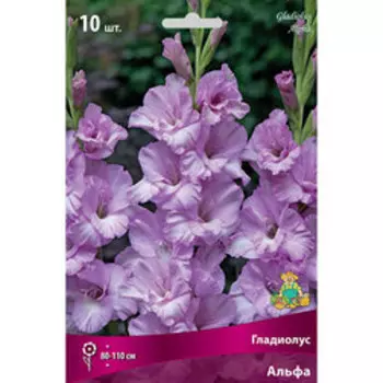 Гладиолус Альфа