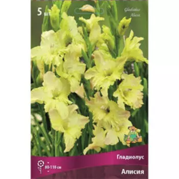 Гладиолус Алисия (5шт)