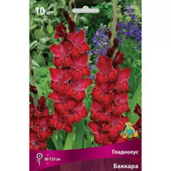 Гладиолус Баккара