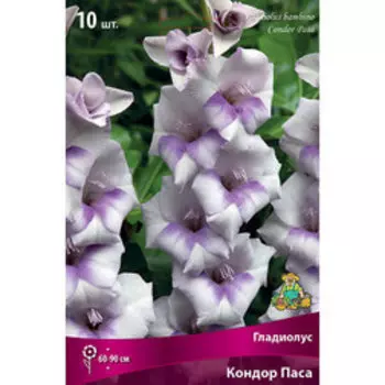 Гладиолус бамбино Кондор Паса