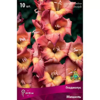 Гладиолус Бамбино Мишель (10шт)