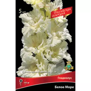 Гладиолус Белое Море (5шт)