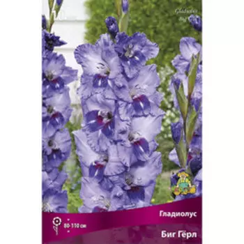 Гладиолус Биг Герл (10шт.)