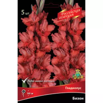 Гладиолус Бизон
