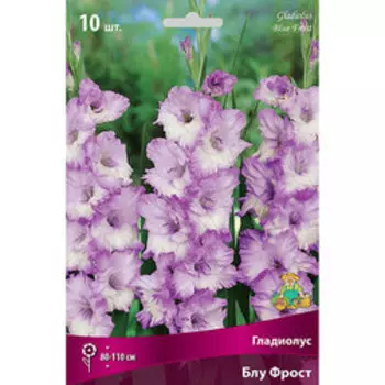 Гладиолус Блу Фрост