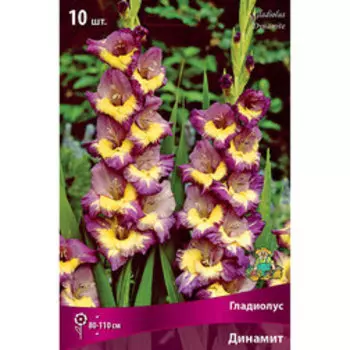 Гладиолус Динамит (10шт)