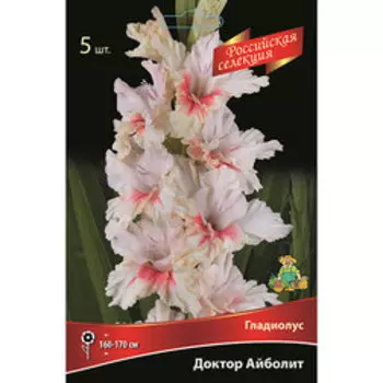 Гладиолус Доктор Айболит (5шт.)