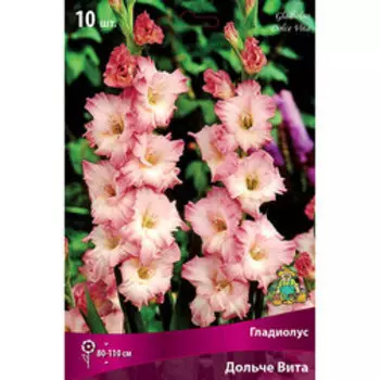 Гладиолус Дольче Вита (10шт)