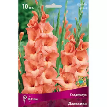 Гладиолус Джессика