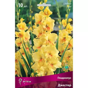 Гладиолус Джестер (10шт)