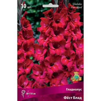 Гладиолус Фест Блад