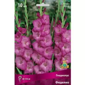 Гладиолус Фиделио (10шт)