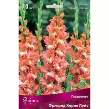 Гладиолус Фриззлд Корал Лейс