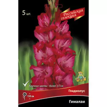 Гладиолус Гималаи