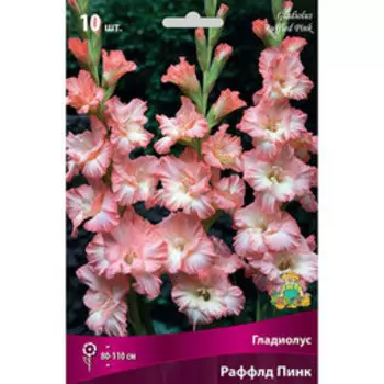 Гладиолус гофрированный Раффлд Пинк (10 шт.)