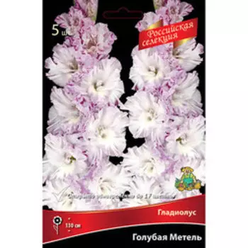 Гладиолус Голубая Метель ХИТ ПРОДАЖ