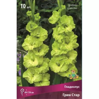 Гладиолус Грин Стар (10шт)