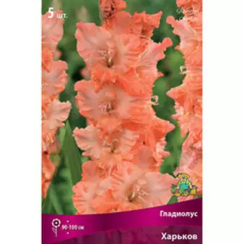 Гладиолус Харьков (5 шт.) (серия Огни городов)
