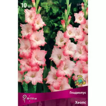 Гладиолус Хеопс