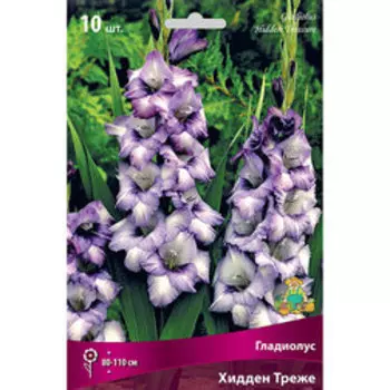 Гладиолус Хидден Треже