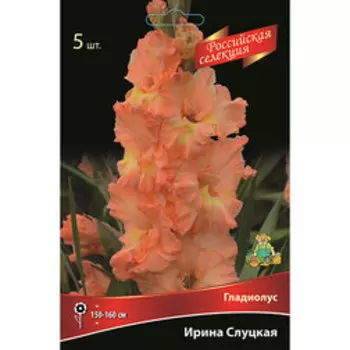 Гладиолус Ирина Слуцкая (5шт)