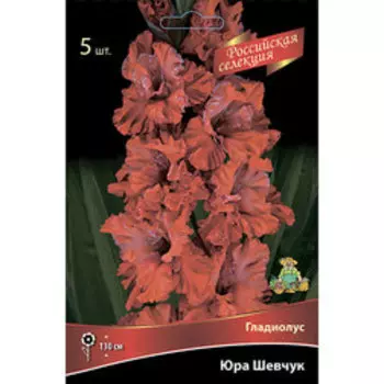Гладиолус Юра Шевчук (5шт)