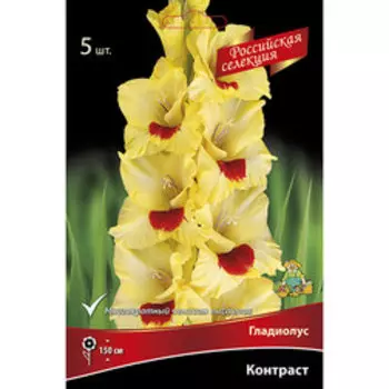 Гладиолус Контраст (5шт)