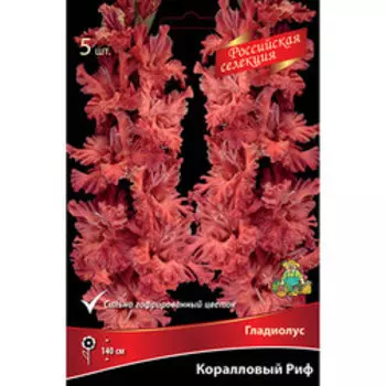 Гладиолус Коралловый Риф 12 (5шт)