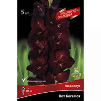 Гладиолус Кот Бегемот (5шт)