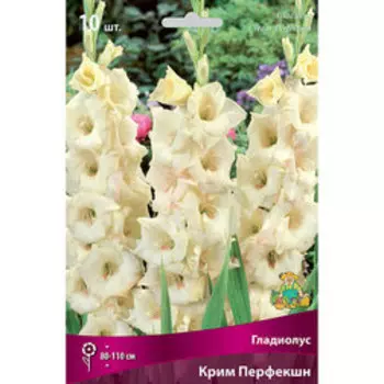 Гладиолус Крим Перфекшн (10шт)