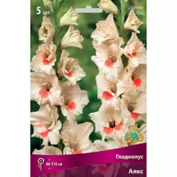 Гладиолус крупноцветковый Аякс (5шт)