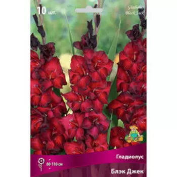 Гладиолус крупноцветковый Блэк Джек (10 шт.)