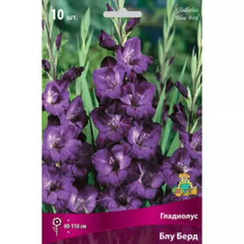 Гладиолус крупноцветковый Блу Берд (10 шт.)