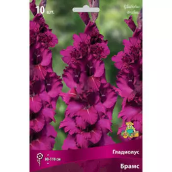 Гладиолус крупноцветковый Брамс (10 шт.)