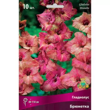 Гладиолус крупноцветковый Брюнетка (10 шт.)