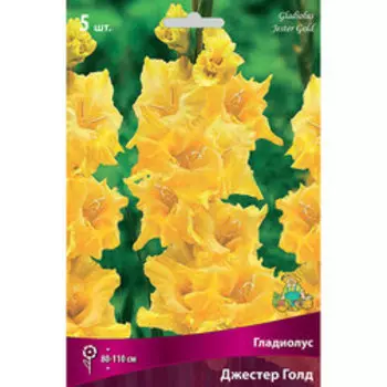Гладиолус крупноцветковый Джестер Голд (5 шт.)