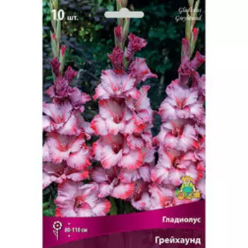 Гладиолус крупноцветковый Грейхаунд (10 шт.)