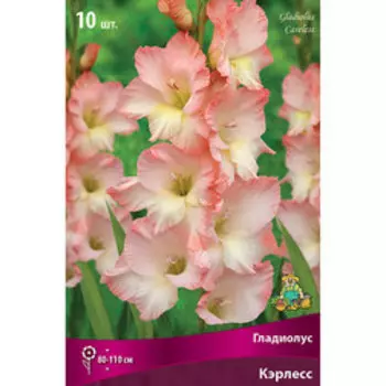 Гладиолус крупноцветковый Кэрлесс (10шт)