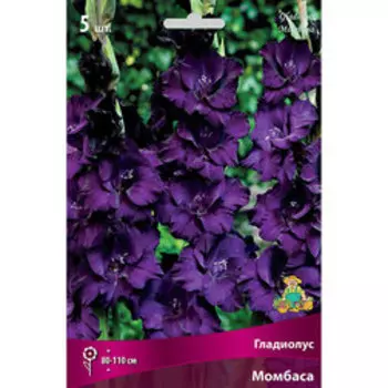 Гладиолус крупноцветковый Момбаса (5шт)